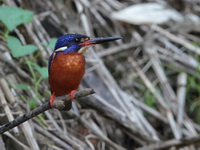 Blue-eared Kingfisher  - Khao Sok NP