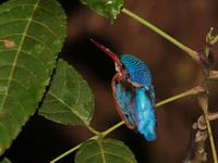 Blue-eared Kingfisher  - Thale Ban NP