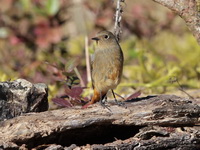 Blue-fronted Redstart - female  - Doi Lang