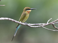 Blue-tailed Bee-eater  - Satun