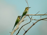 Blue-tailed Bee-eater  - Phuket
