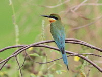 Blue-tailed Bee-eater  - Bueng Boraphet