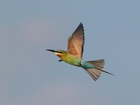 Blue-tailed Bee-eater  - Thale Noi
