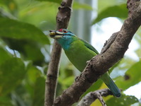 Blue-throated Barbet  - Kaeng Krachan NP