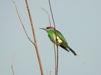 Blue-throated Bee-eater  - Phuket