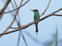 Blue-throated Bee-eater  - Thai Muang