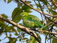 Blue-winged Leafbird - female  - Kaeng Krachan NP