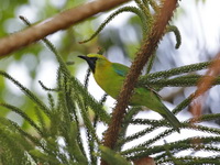 Blue-winged Leafbird - male  - Baan Maka