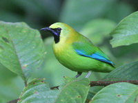 Blue-winged Leafbird - male  - Khao Banthad WS