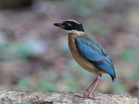 Blue-winged Pitta - juvenile  - Baan Maka