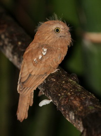 Blyth's Frogmouth - female  - Sri Phang Nga NP