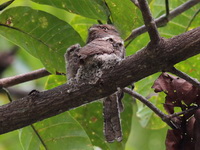 Blyth's Frogmouth - male  - Khao Luang Krung Ching NP