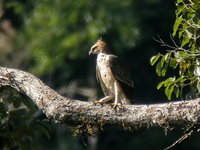 Blyth's Hawk-Eagle - juvenile  - Ton Pariwat WR