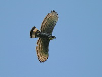Blyth's Hawk-Eagle  - Ton Pariwat WR