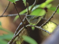 Blyth's Leaf Warbler  - Doi Inthanon NP
