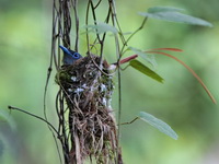 Blyth's Paradise Flycatcher  - Khao Luang Krung Ching NP