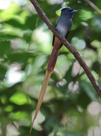 Blyth's Paradise Flycatcher  - Phattalung