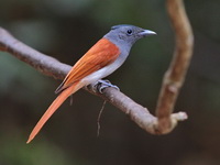 Blyth's Paradise Flycatcher  - Kaeng Krachan