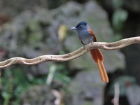 Blyth's Paradise Flycatcher  - Phattalung