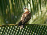 Brahminy Kite - juvenile  - Phuket