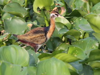 Bronze-winged Jacana - juvenile  - Ayutthaya