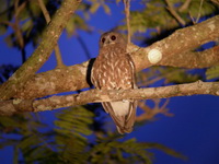 Brown Hawk Owl  - Phuket