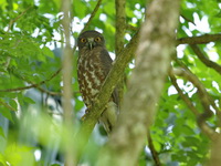 Brown Hawk Owl  - Baan Maka
