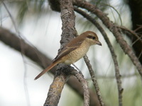 Brown Shrike - juvenile  - Phuket