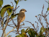 Brown Shrike - juvenile  - Doi Suthep NP