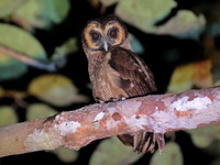 Brown Wood Owl  - Khao Pra Bang Khram WS