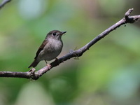 Brown-breasted Flycatcher  - Doi Inthanon NP