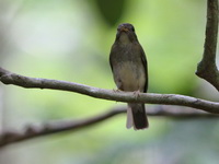 Brown-chested Jungle Flycatcher  - Khao Banthad WS