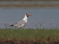 Brown-headed Gull  - Thale Noi
