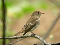 Brown-streaked Flycatcher  - Phuket