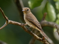 Brown-streaked Flycatcher  - Thale Ban NP