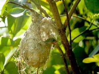 Brown-throated Sunbird - chick  - Phuket