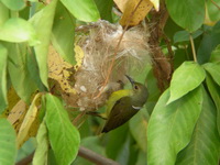 Brown-throated Sunbird - female  - Phuket