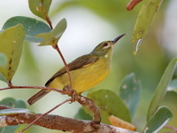 Brown-throated Sunbird - female  - Ao Phang Nga NP