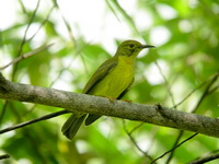 Brown-throated Sunbird - immature male  - Phuket