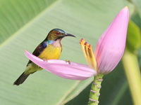 Brown-throated Sunbird - male  - Khao Sok NP