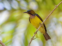 Brown-throated Sunbird - male  - Khao Pra Bang Khram WS