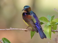 Brown-throated Sunbird - male  - Ao Phang Nga NP