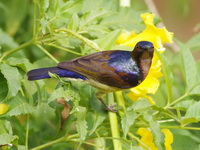 Brown-throated Sunbird - male  - Phuket