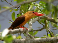 Brown-winged Kingfisher  - Phuket