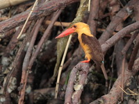 Brown-winged Kingfisher  - Phang Nga