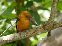 Brown-winged Kingfisher  - Satun