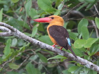 Brown-winged Kingfisher  - Krabi Mangroves