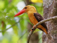 Brown-winged Kingfisher  - Ao Phang Nga NP