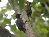 Buff-necked Woodpecker - female  - Pa Phru Sirindhorn