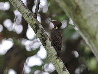 Buff-necked Woodpecker - male  - Bala